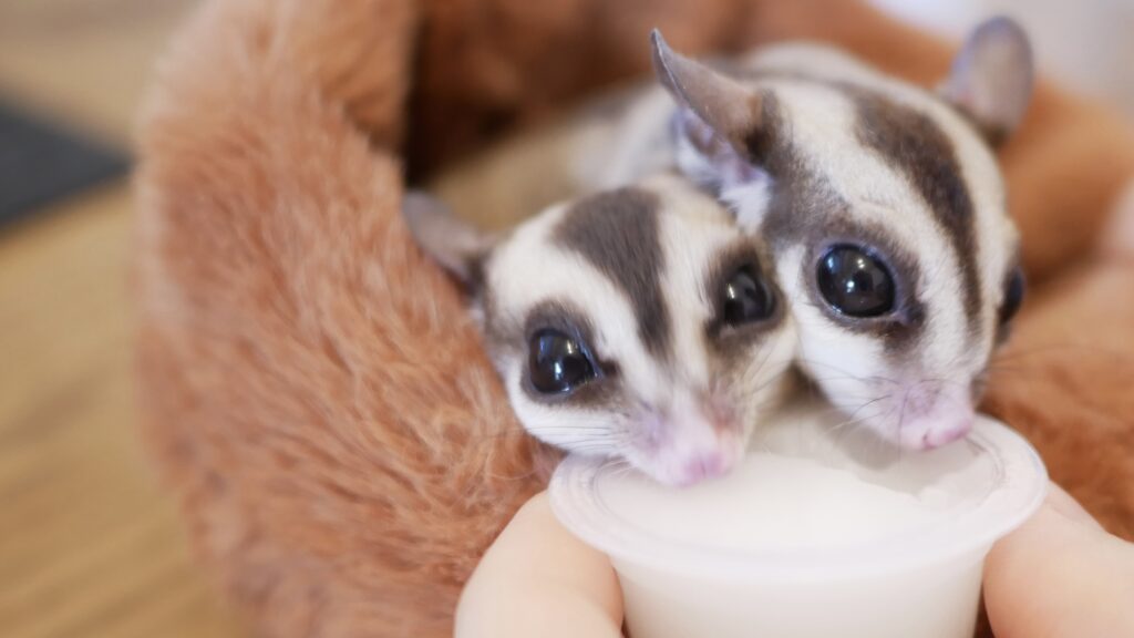 ゼリーを食べるフクロモモンガ