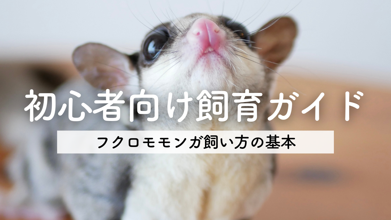 フクロモモンガの飼い方